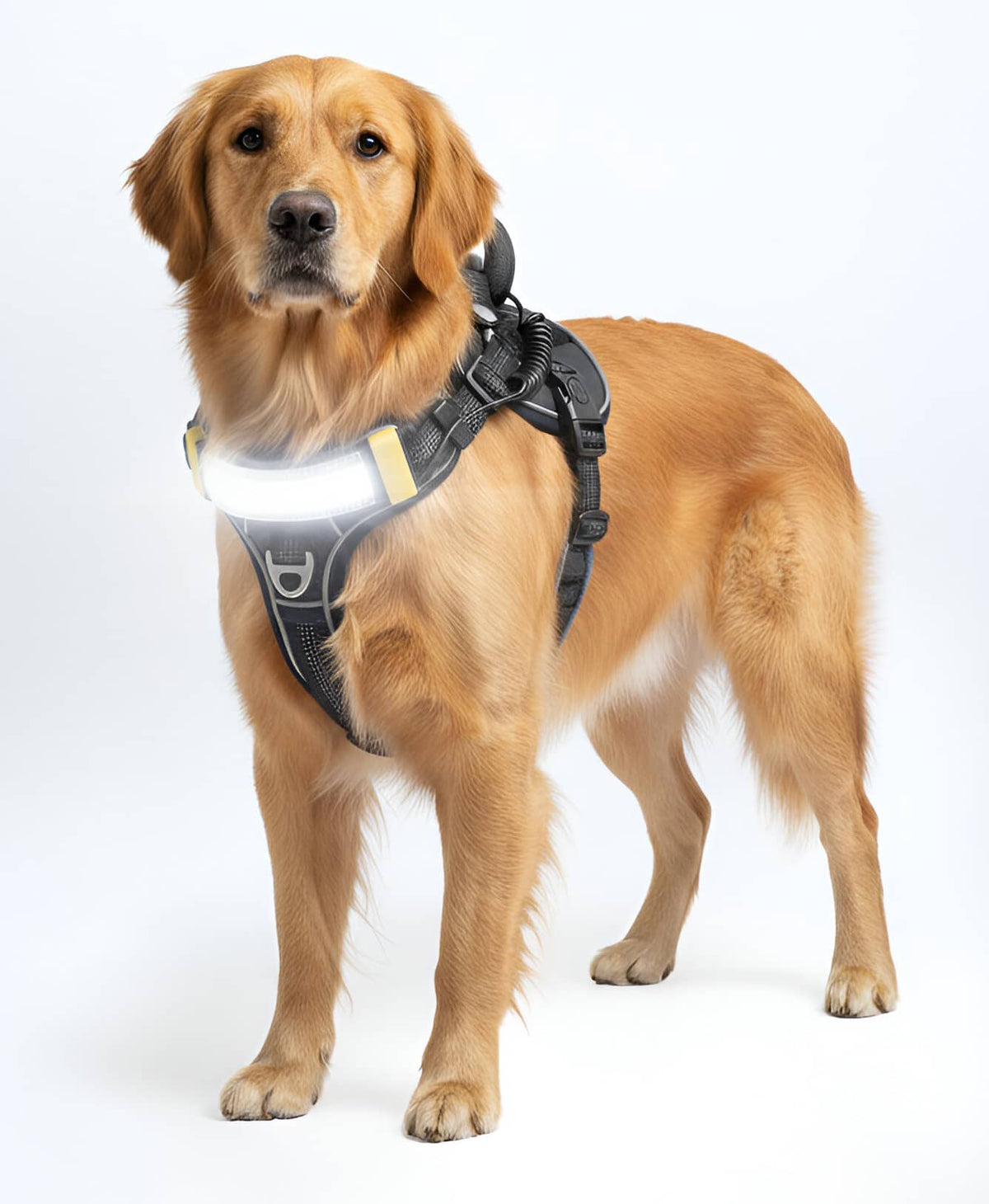 Lumi Pawtners - Lumi One LED Dog Harness - Black