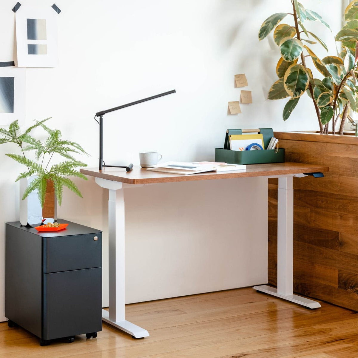 Branch Furniture - Duo Standing Desk 48" – Adjustable Desk with OLED Control Panel, Frameless Design & Compact Footprint - Walnut / White