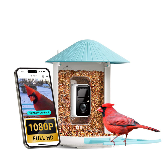 41 28 BMV ... Northern Cardinal 1080P FULL HD Birdfy